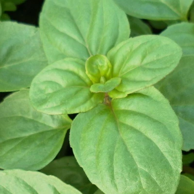 Mentha × piperita f. citrata 'Basil Mint' – Borsmenta