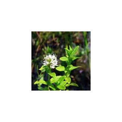 Mentha japonica – Japán gyógymenta