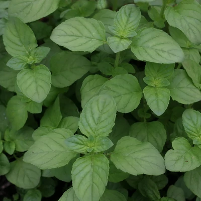 Mentha 'Mentuccia' – Menta
