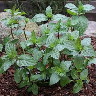 Mentha × piperita 'Multimentha' – Borsmenta