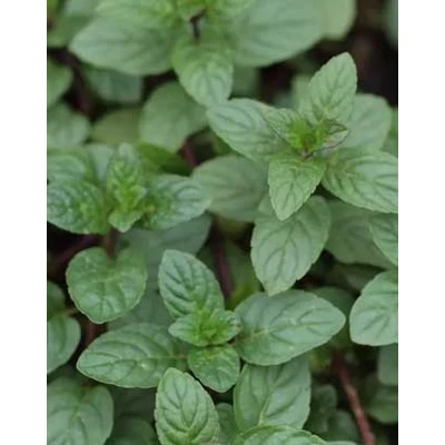 Mentha x piperita 'Senior' – Borsmenta