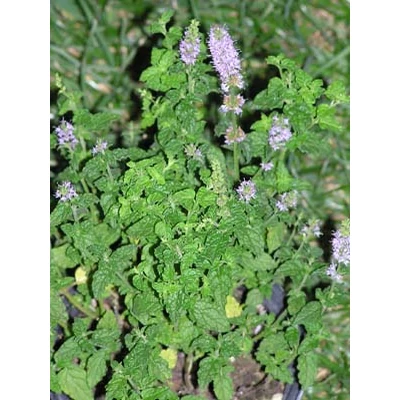 Mentha sp. - Szamócamenta