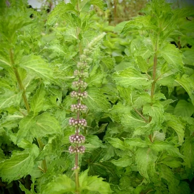 Mentha spicata 'Algeirische Fruchtminze' – Menta