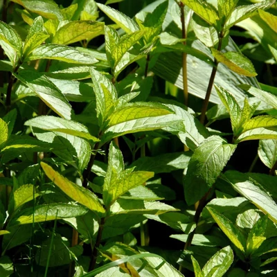 Mentha spicata 'Black Spearmint' – Menta