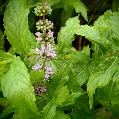 Mentha spicata 'Englische Grüne' – Menta