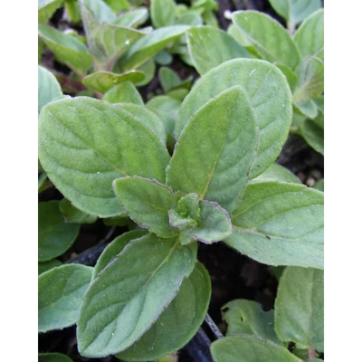 Mentha spicata 'Sweet Lemon' – Citromillatú menta