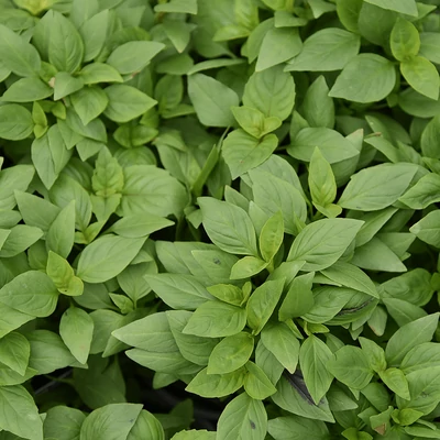 Ocimum 'Thai' – Thai bazsalikom