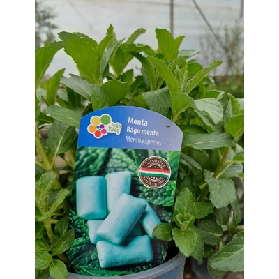 Rágó menta