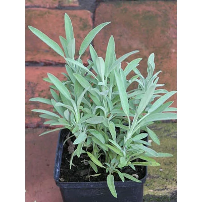 Salvia lavandulifolia - Spanyol zsálya