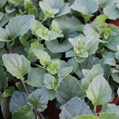Satureja douglassi – Indián menta