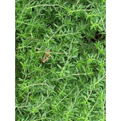 Satureja spicigera (Satureja repandra) - Kúszó borsfű