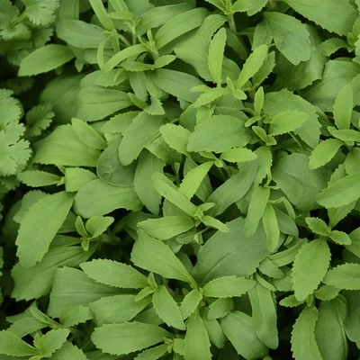 Stevia – Édeslevél