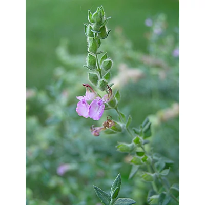 Teucrium marum - Macska gamandor