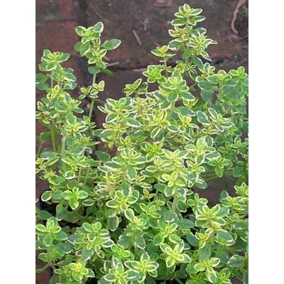 Thymus citriodorus 'Bertram Anderson' - Aranytarka citromillatú kakukkfű
