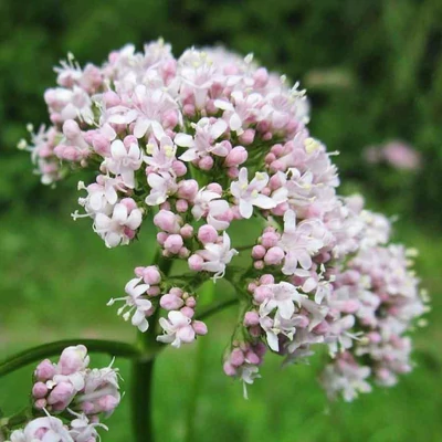 Valeriana officinalis – Macskagyökér