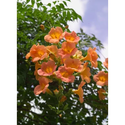 Campsis radicans 'Baracksárga' - Trombitafolyondár (baracksárga)