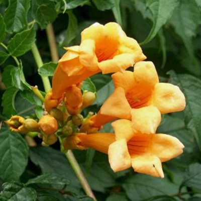 Campsis radicans 'Flava' (syn.: 'Yellow Trumpet') - Trombitafolyondár, amerikai trombitacserje (aranysárga)
