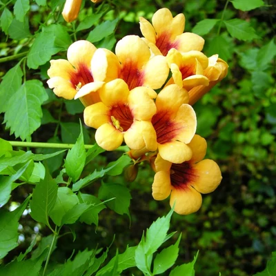 Campsis radicans 'Judy' - Trombitafolyondár (sárga, narancs torokkal)