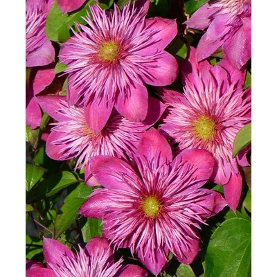 Clematis Blushing Bridesmaid 'Kaiser' - Iszalag (rózsaszín, teltvirágú)