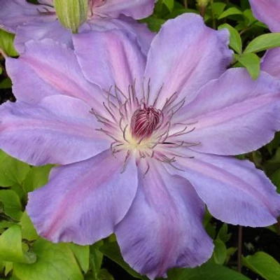 Clematis 'Baltyk' - Iszalag (ibolyakék virágú, halvány csíkkal)