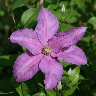 Clematis 'Danuta'  - Iszalag (rózsaszín, nagyvirágú)
