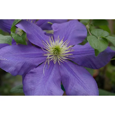 Clematis 'General Sikorski' - Iszalag (kék, nagyvirágú)