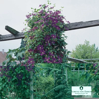 Clematis 'Gipsy Queen' - Iszalag (bíborlila virágú)