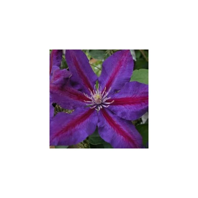 Clematis 'Julka' - Iszalag (nagy, sötétlila virágú, bíbor csíkokkal)