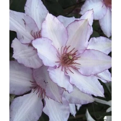 Clematis 'Nina' - Iszalag (nagy, krémfehér virágú, halvány rózsaszín sziromszéllel)