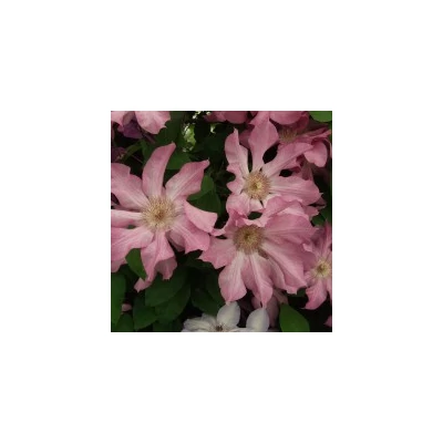 Clematis 'Rooran' - Iszalag (rózsaszín, nagyvirágú halvány csíkkal)