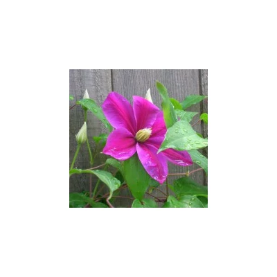 Clematis 'Sunset' - Iszalag (szimpla rózsaszín, piros csíkokkal)