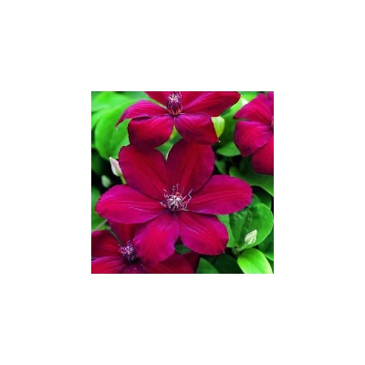 Clematis 'Westerplatte' - Iszalag (piros)