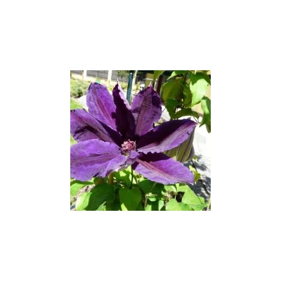 Clematis 'Wildfire' - Iszalag (sötétlila virágú, bíbor csíkokkal)