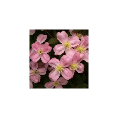 Clematis montana 'Tetrarose' - Iszalag (rózsaszín, illatos)
