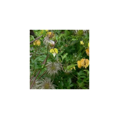 Clematis tibetana subsp. tangutica (syn.: Clematis tangutica) – Mongol iszalag (sárga)