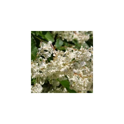 Fallopia aubertii - Kínai iszalag