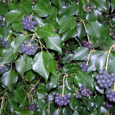 Hedera hibernica (syn.: Hedera helix var. hibernica) - Ír borostyán