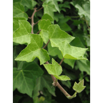 Hedera helix - Borostyán