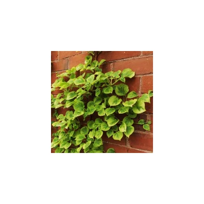 Hydrangea anomala subsp. petiolaris (syn.: Hydrangea petiolaris) 'Mirranda' - Kúszó hortenzia