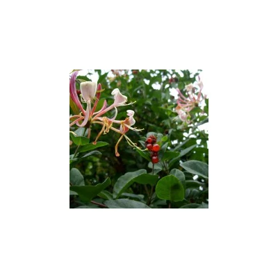 Lonicera x heckrottii  'American Beauty' - Lila-narancssárga virágú futólonc