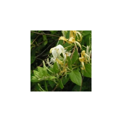 Lonicera japonica 'Hall's Prolific' - Japán futólonc
