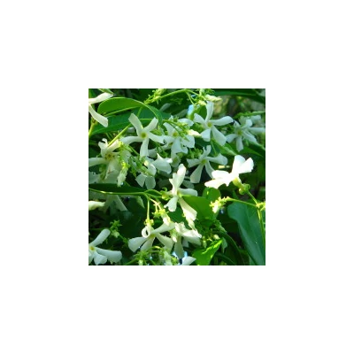 Trachelospermum jasminoides - Fehérvirágú csillagjázmin