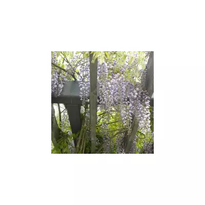 Wisteria floribunda 'Domino' (syn.: 'Issai') - Lilaakác (halványlila virágú)