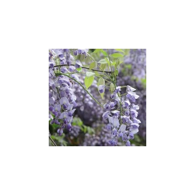 Wisteria brachibotrys 'Okoyama Fuji' - Lilaakác (kékeslila)