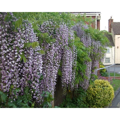 Wisteria floribunda 'Cascade' - Lilaakác (lilásrózsaszín virágú, fehér sziromszéllel)