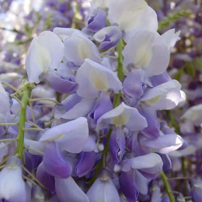 Wisteria floribunda 'Lavender Lace' - Lilaakác (kék-fehér)