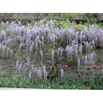 Wisteria floribunda 'Lawrence' - Lilaakác (liláskék-fehér)
