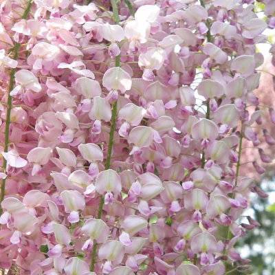 Wisteria floribunda 'Lipstick' - Lilaakác (fehér virágú, rózsaszín sziromszéllel)