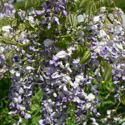 Wisteria floribunda 'Russelliana' - Lilaakác (sötétlila virágú, krémfehér folttal)