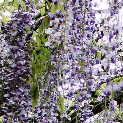 Wisteria floribunda 'Tiverton' - Lilaakác (kékeslila)